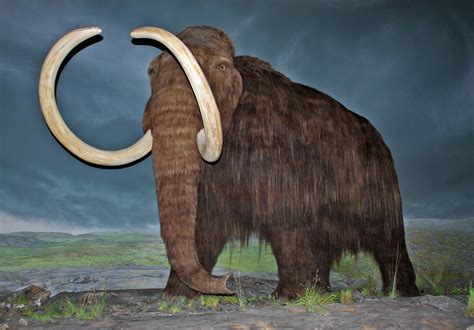 The Woolly Mammoth of Auvergne: A Fable Unraveling Ancient Fears and Human Ingenuity